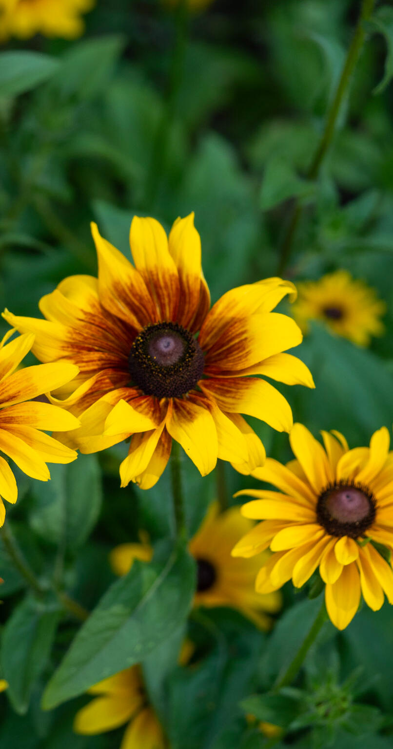Picture of Black Eyed Susan Flowers