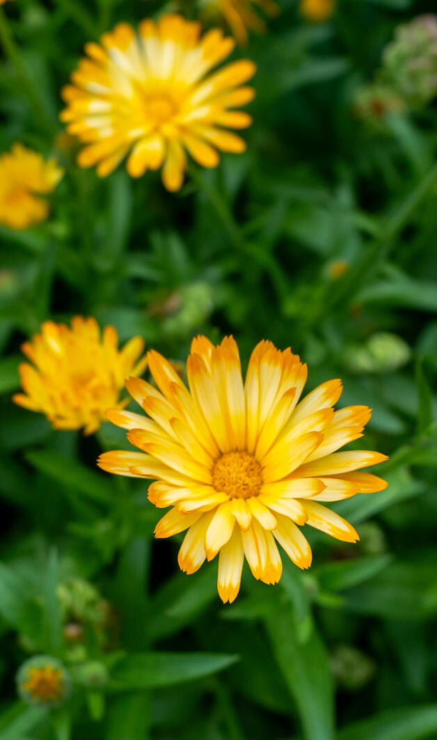 Picture of Black Eyed Susan Flowers